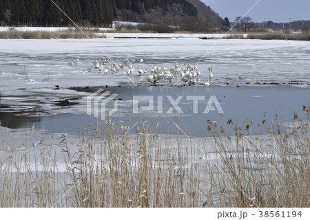 冬の小川原湖 38561194