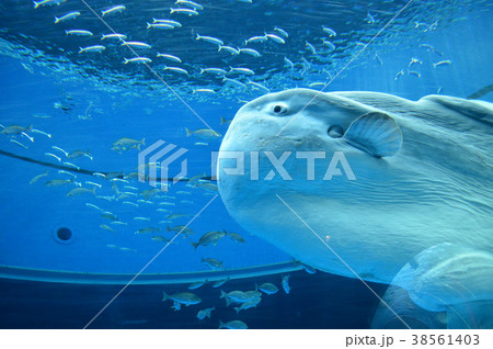 大きなマンボウ 大きなマンボウ 38561403