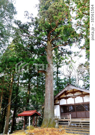 大垣内のスギ 38561564