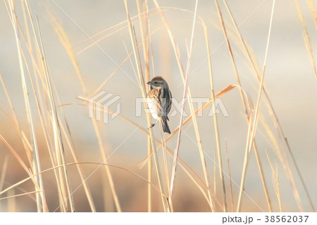 オオジュリン オオジュリン 38562037