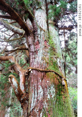 夫婦杉 夫婦杉 38562161