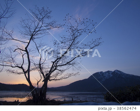 夕暮れと木のシルエット 38562474