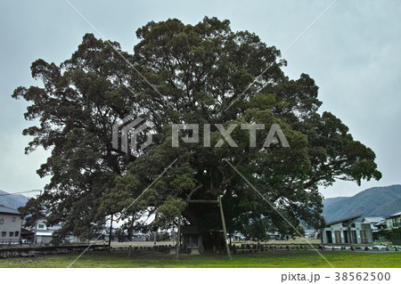 徳島 加茂の大楠 徳島 加茂の大楠 38562500