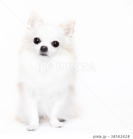 お座りをするロングコートチワワの写真素材 [38562628] - PIXTA