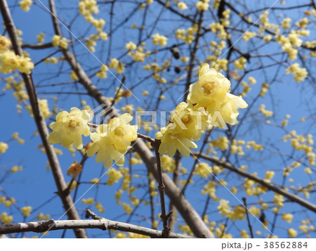 満開のロウバイの花 満開のロウバイの花 38562884