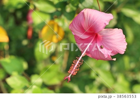 hibiscus flowers in tropical hibiscus flowers in tropical 38563553