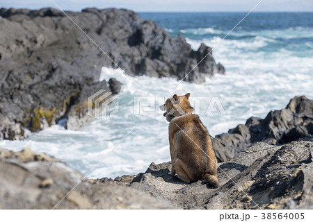 岩場で海を見る柴犬の後姿の写真素材