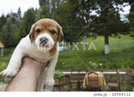 A small beagle puppy is sitting on his hand 38564112