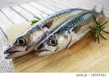 Fish mackerel 38564361