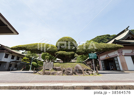 照国神社 斉鶴 -島津家28代斉彬公を祀る神社- 照国神社 斉鶴 -島津家28代斉彬公を祀る神社- 38564576