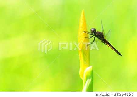 ハラビロトンボ（オス） 38564950