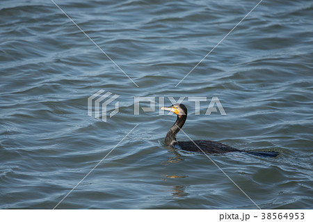 河口のカワウ 38564953