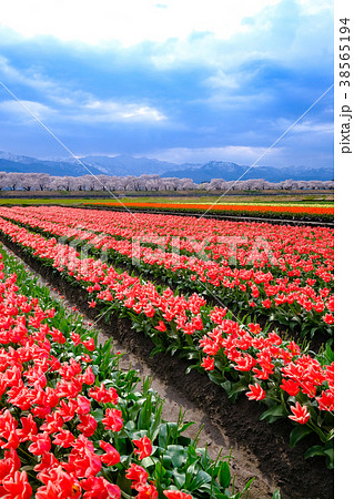 船川新桜模様 38565194