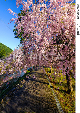 福井 竹田春模様 福井 竹田春模様 38565208