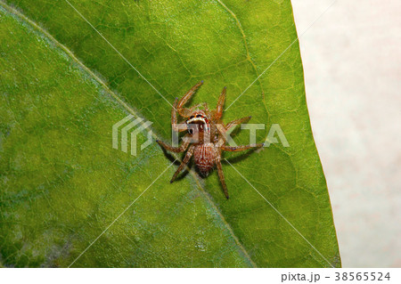 Jumping spider , Salticidae , Aarey Milk Colony Jumping spider , Salticidae , Aarey Milk Colony 38565524