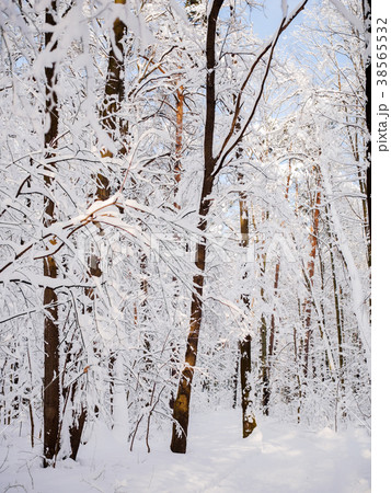 Photo of forest trees in snow on winter 38565532