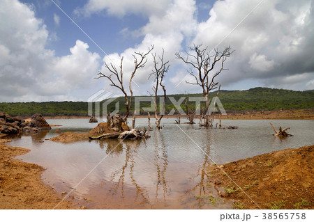 Barren trees in lake Barren trees in lake 38565758