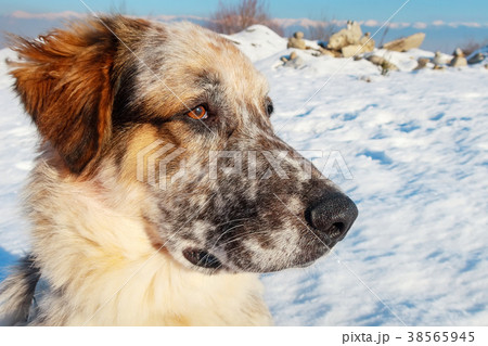 muzzle of large white, black and brown color dog 38565945