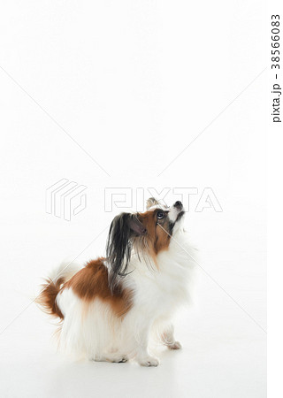 犬 子犬 ペット 38566083