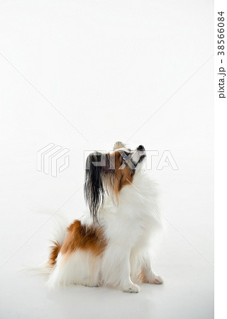 犬 子犬 ペット 38566084
