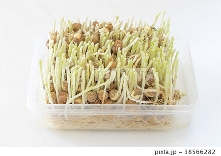 豆苗の再生栽培 豆苗の再生栽培 38566282