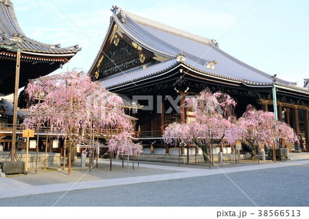 京都 佛光寺の紅枝垂れ桜 京都 佛光寺の紅枝垂れ桜 38566513