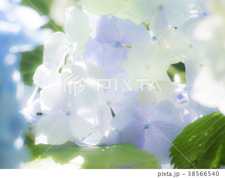 ハイキー通過光の紫陽花 ハイキー通過光の紫陽花 38566540