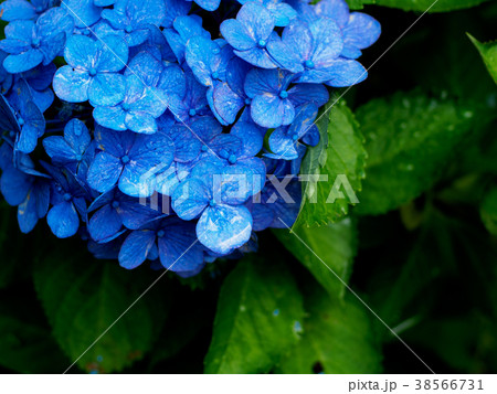 露が輝く青い紫陽花の写真素材