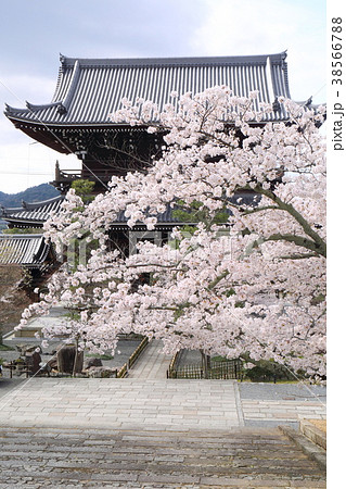 京都　春の金戒光明寺 38566788