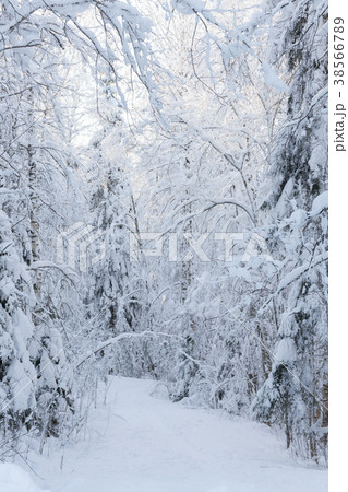 Snowy forest landscape 38566789
