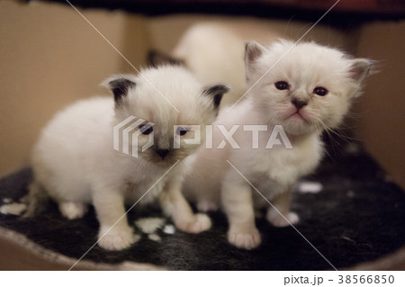 Sacred Birman kittens 38566850