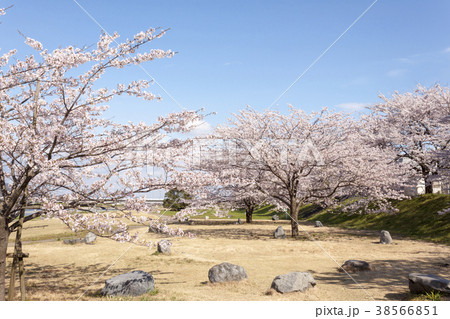 粕川河川公園の桜 粕川河川公園の桜 38566851