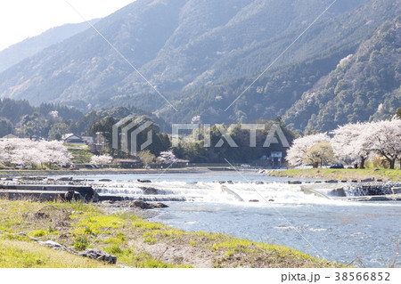 粕川河川公園の桜 38566852