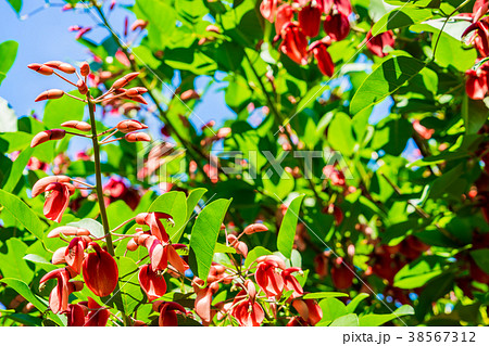 【神奈川県】アメリカデイゴ 38567312