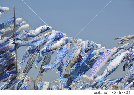 青い鯉のぼり 青い鯉のぼり 38567381