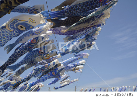 青い鯉のぼり 青い鯉のぼり 38567395