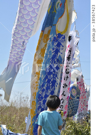 青い鯉のぼりと男の子の後姿 38567423