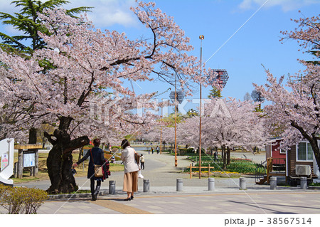 福島県郡山市　開成山公園の桜 38567514