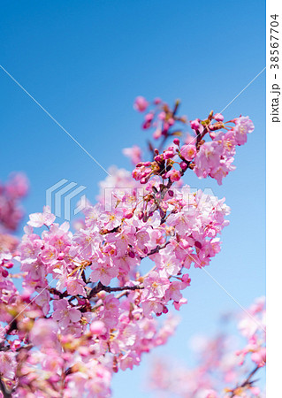 河津桜と青空 38567704