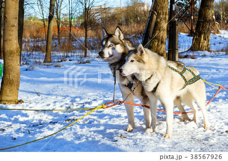 Sled dogs Siberian Husky harnessed sports sledding Sled dogs Siberian Husky harnessed sports sledding 38567926