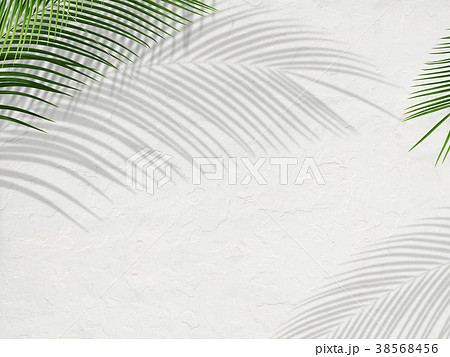 背景-植物-白壁 背景-植物-白壁 38568456