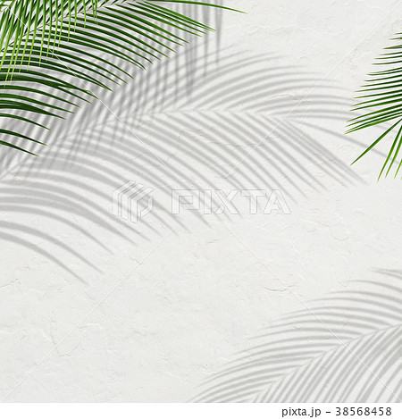 背景-植物-白壁 38568458