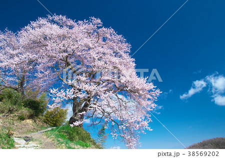 一本桜 - 光岩寺の桜 38569202
