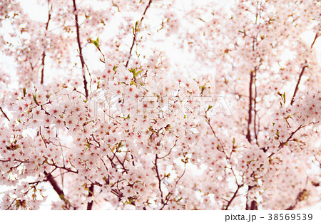 Cherry blossom 38569539