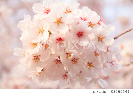 Cherry blossom 38569541