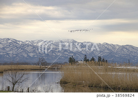 冬の福島潟 38569824