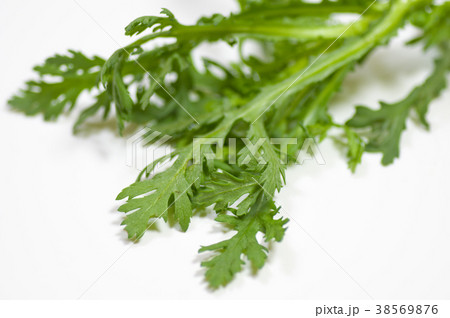 春菊 春菊 38569876