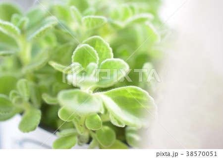 アロマティカス 38570051