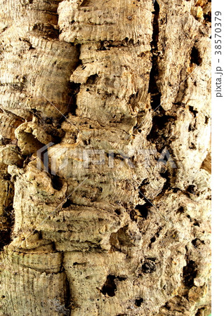 bark of a cork oak background texture bark of a cork oak background texture 38570379