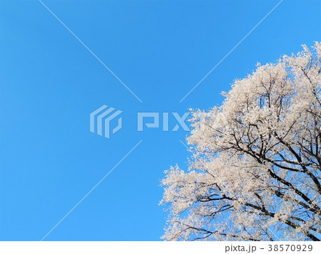 晴天と桜 晴天と桜 38570929